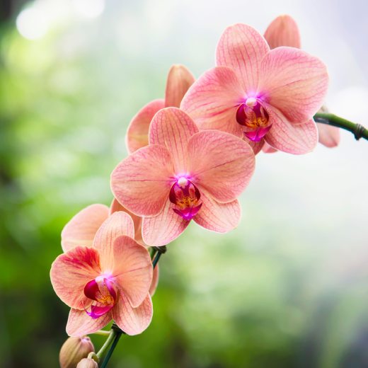 orchideje